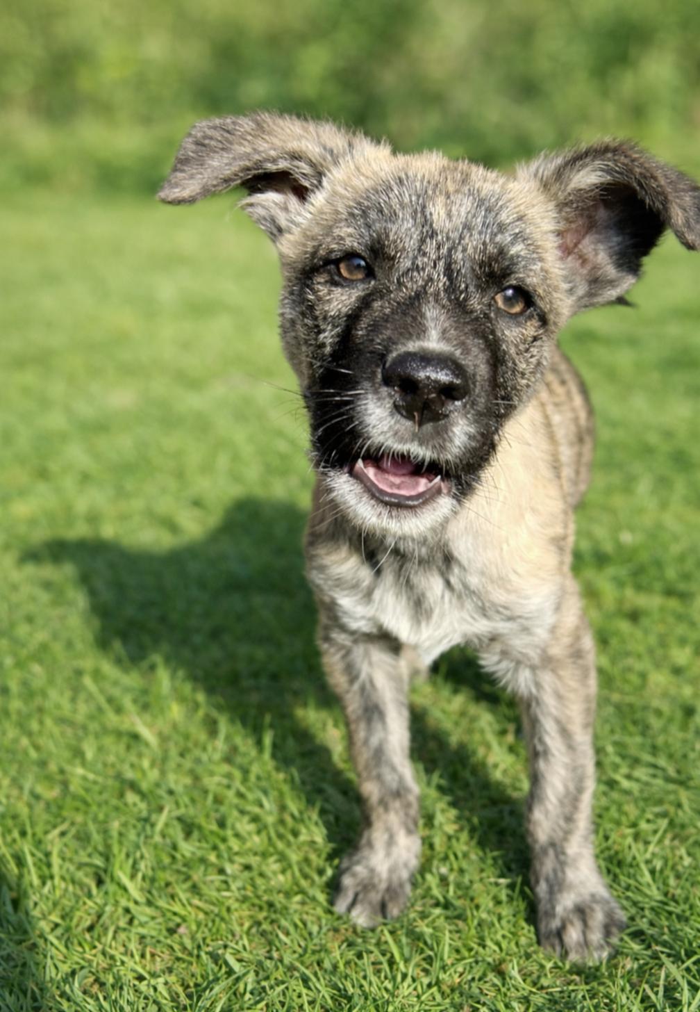 Enlarge Boone, a ADOPTABLE mixed breed in Spring hill, TN image 3/5