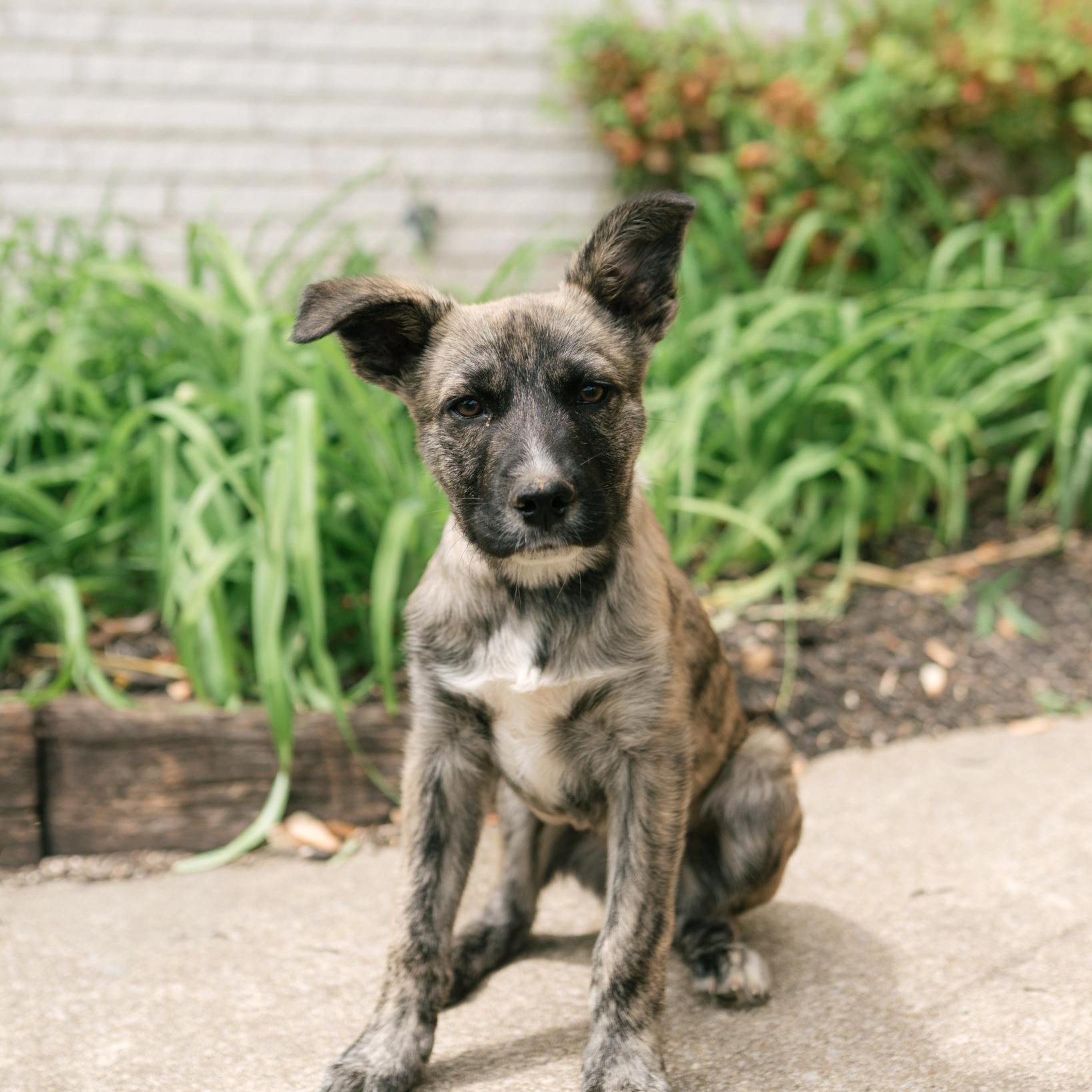 Enlarge Boone, a ADOPTABLE mixed breed in Spring hill, TN image 5/5