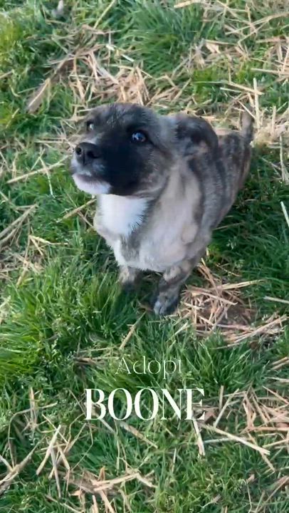 Enlarge Boone, a ADOPTABLE mixed breed in Spring hill, TN video 4/5
