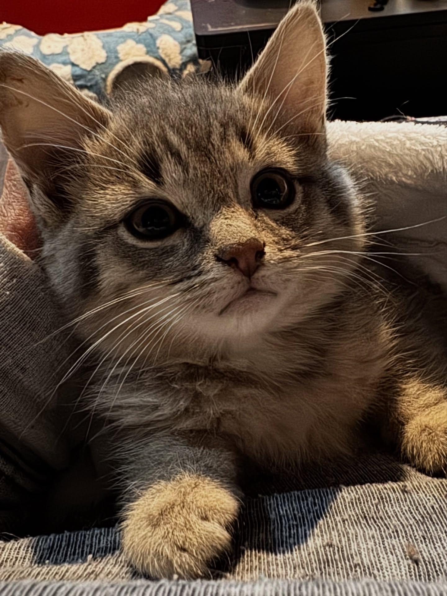 Chicken Nugget *Bonded with Cheeto*, Adoptable, Kitten Male American Shorthair.