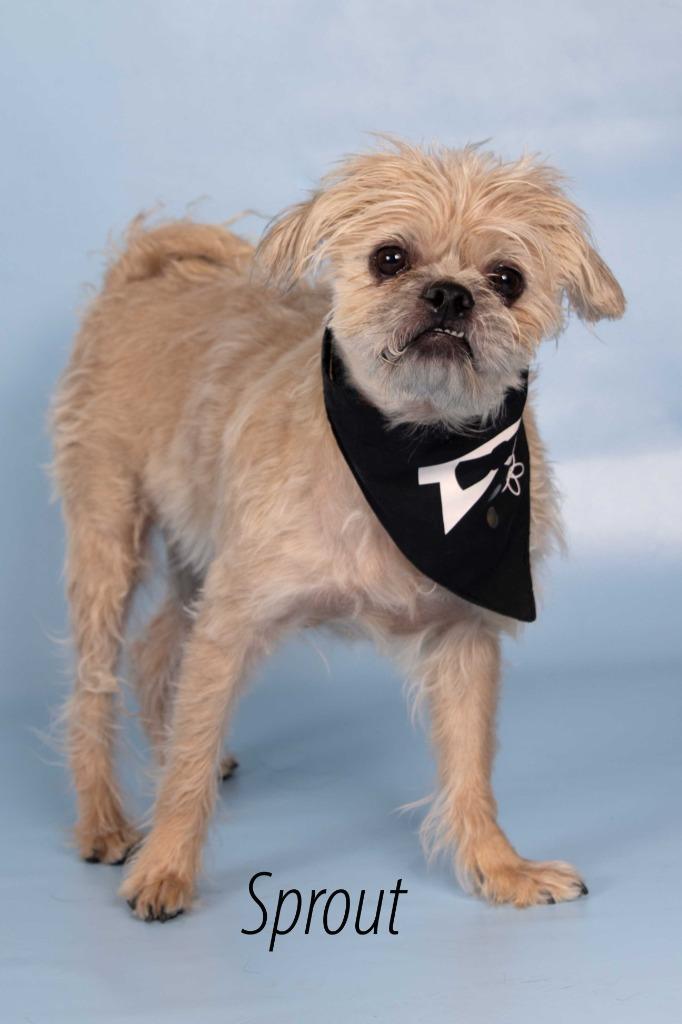 Sprout (Milo), a Adoptable mixed breed in Gilbert, AZ image 2/2