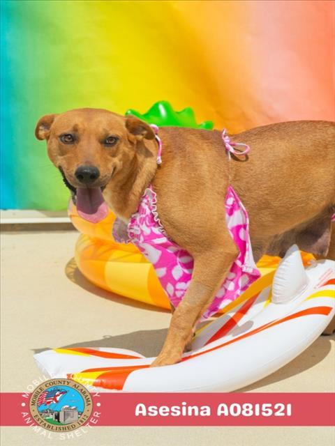 Enlarge ASESINA, a Adoptable mixed breed in Mobile, AL image 1/1