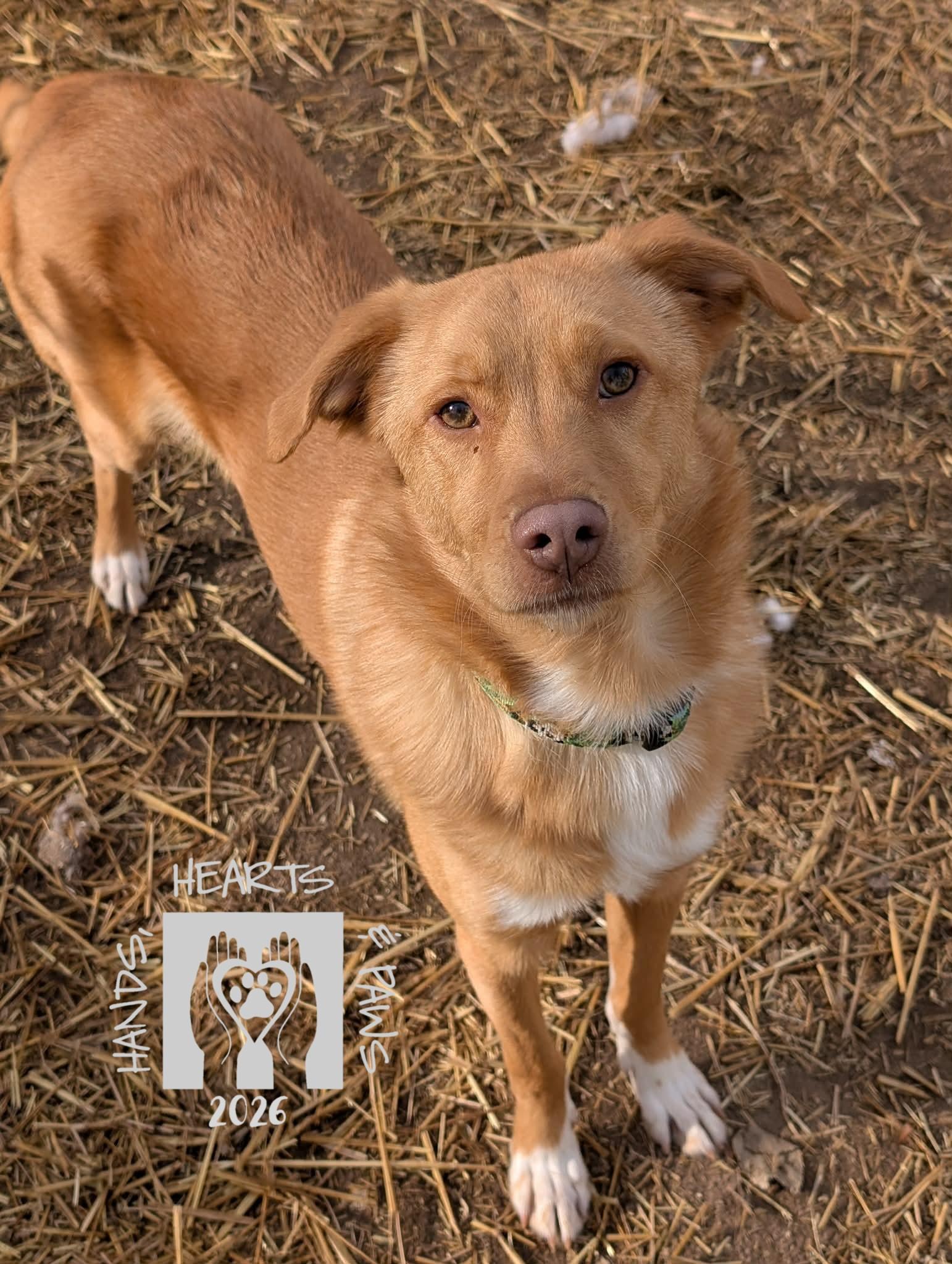 Smee, adopted, Young Male Nova Scotia Duck Tolling Retriever.
