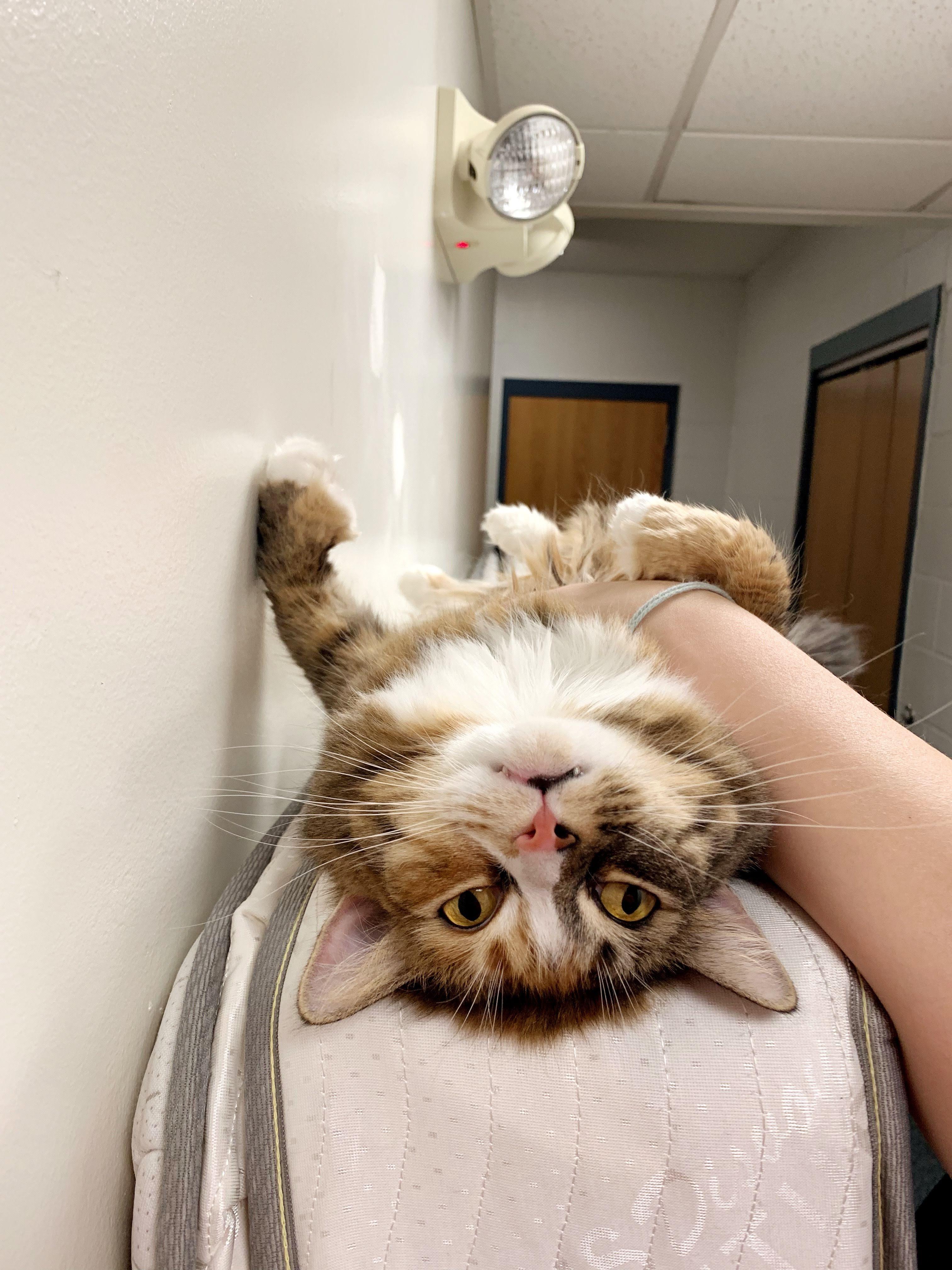 Enlarge Hannah (long hair polydactyl) with a ton of SUPPLIES, a ADOPTABLE Domestic Long Hair in Gainesville, FL image 2/5