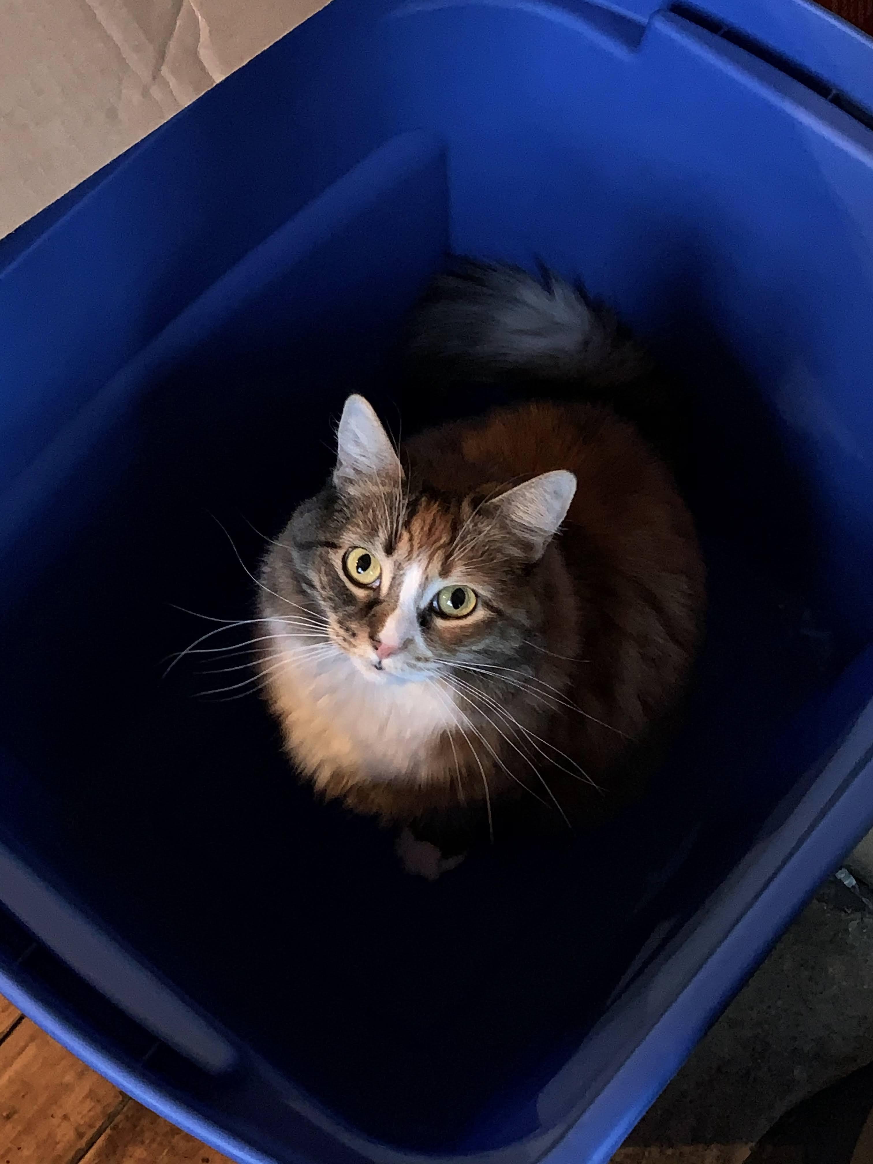 Enlarge Hannah (long hair polydactyl) with a ton of SUPPLIES, a ADOPTABLE Domestic Long Hair in Gainesville, FL image 5/5