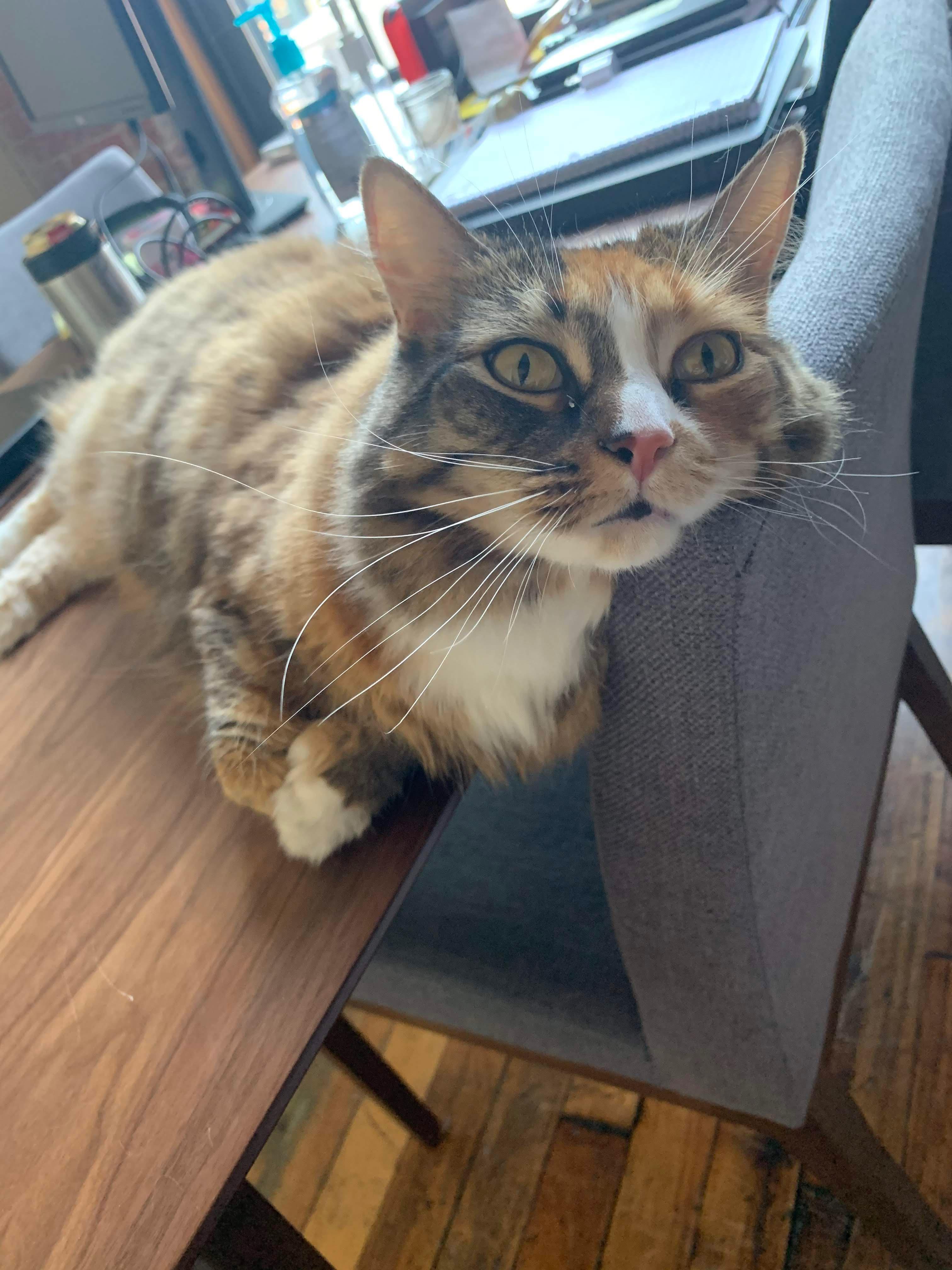 Enlarge Hannah (long hair polydactyl) with a ton of SUPPLIES, a ADOPTABLE Domestic Long Hair in Gainesville, FL image 4/5