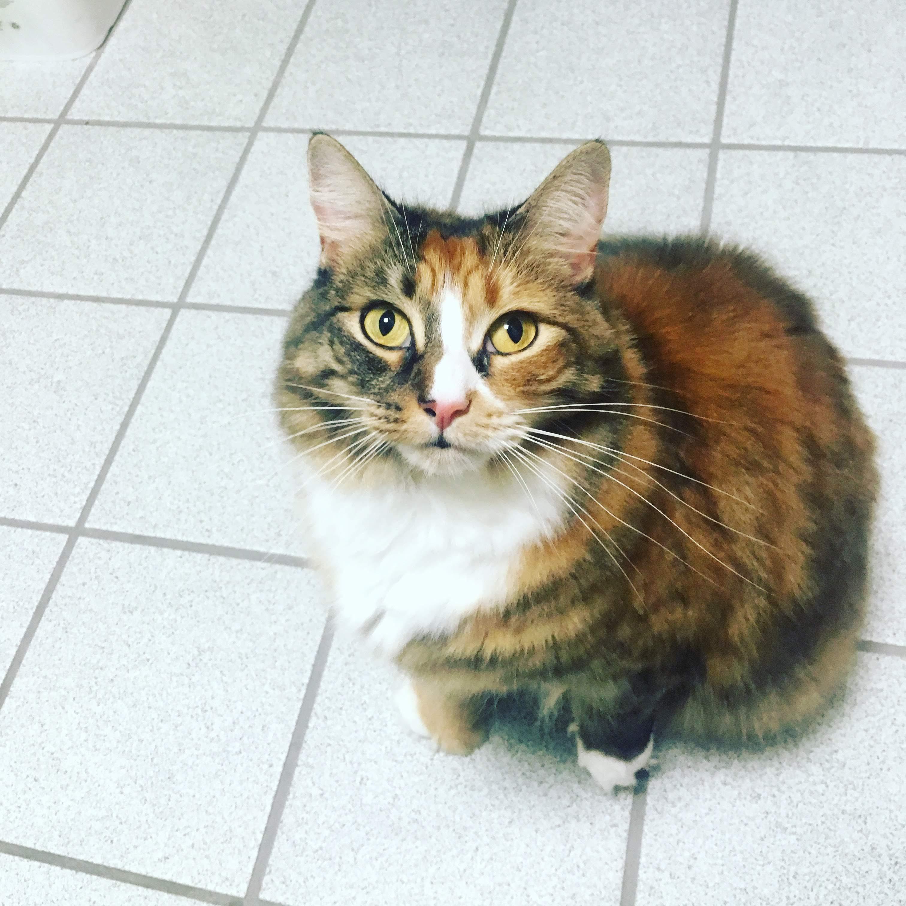 Enlarge Hannah (long hair polydactyl) with a ton of SUPPLIES, a ADOPTABLE Domestic Long Hair in Gainesville, FL image 1/5