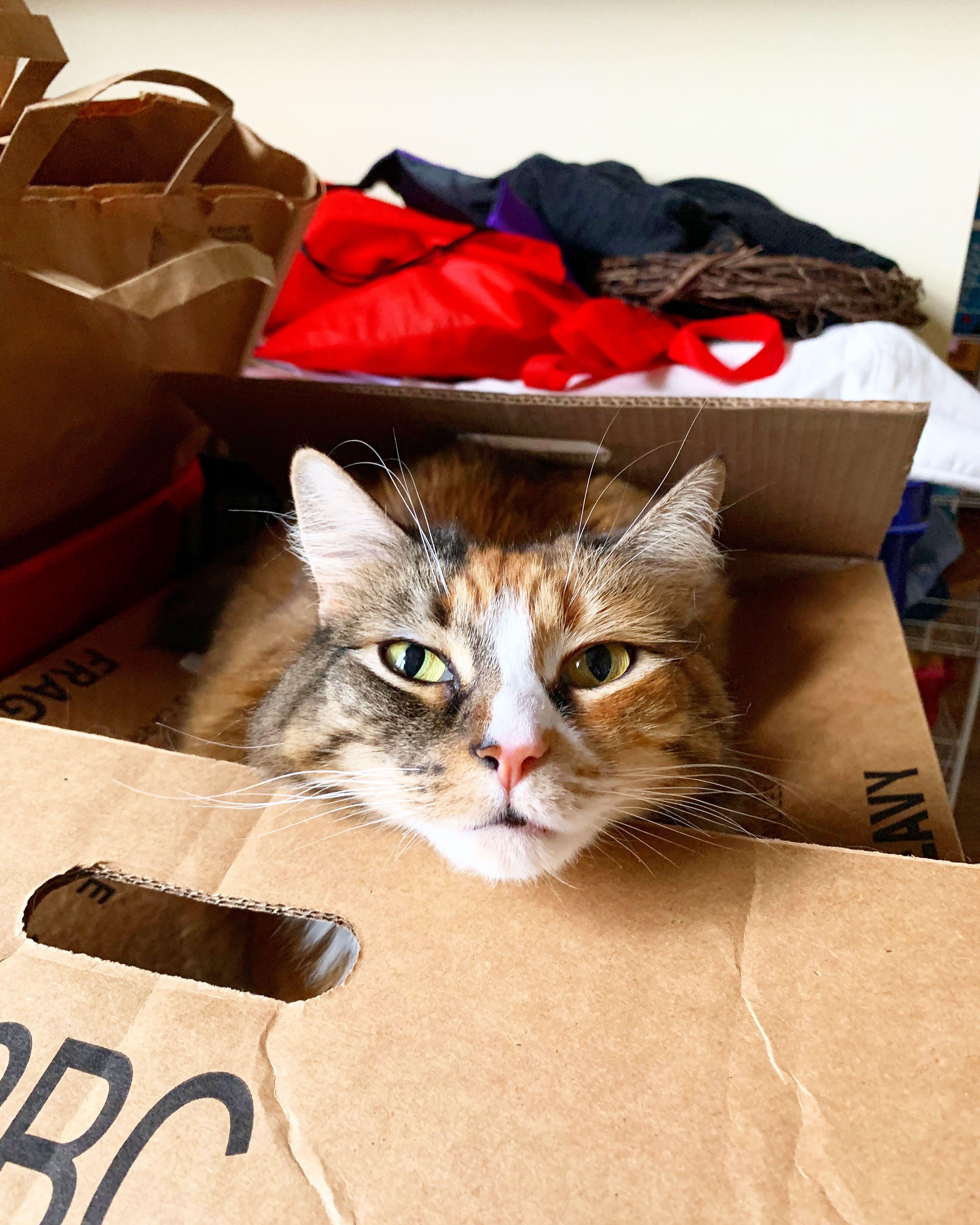 Enlarge Hannah (long hair polydactyl) with a ton of SUPPLIES, a ADOPTABLE Domestic Long Hair in Gainesville, FL image 3/5