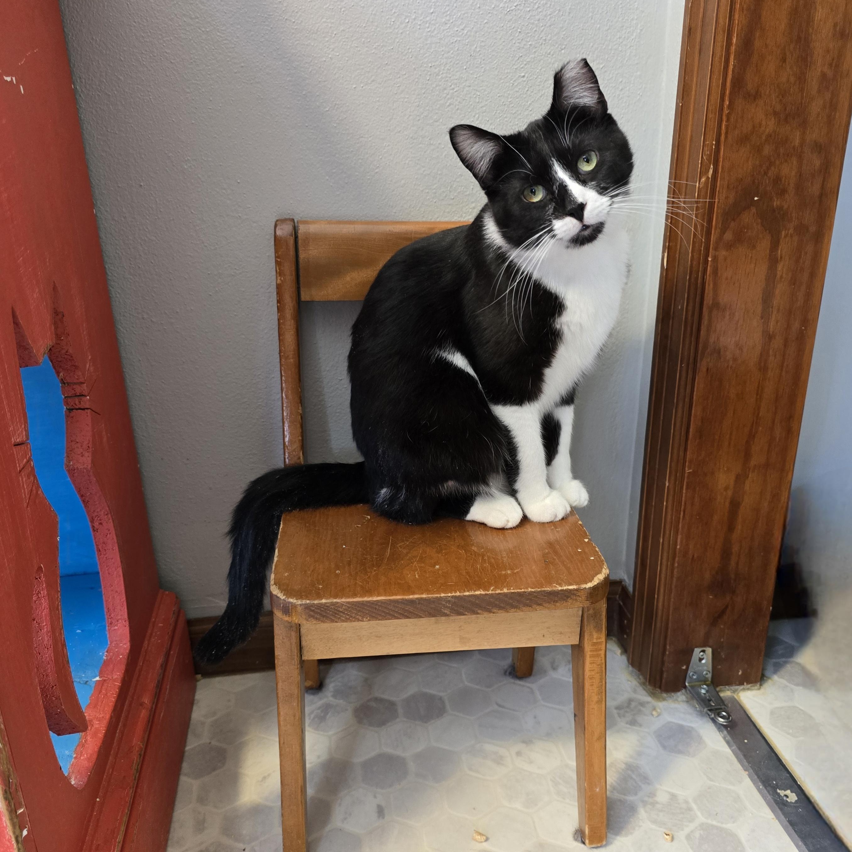 Enlarge Bryce, a Adoptable mixed breed in Big Lake, MN image 3/6