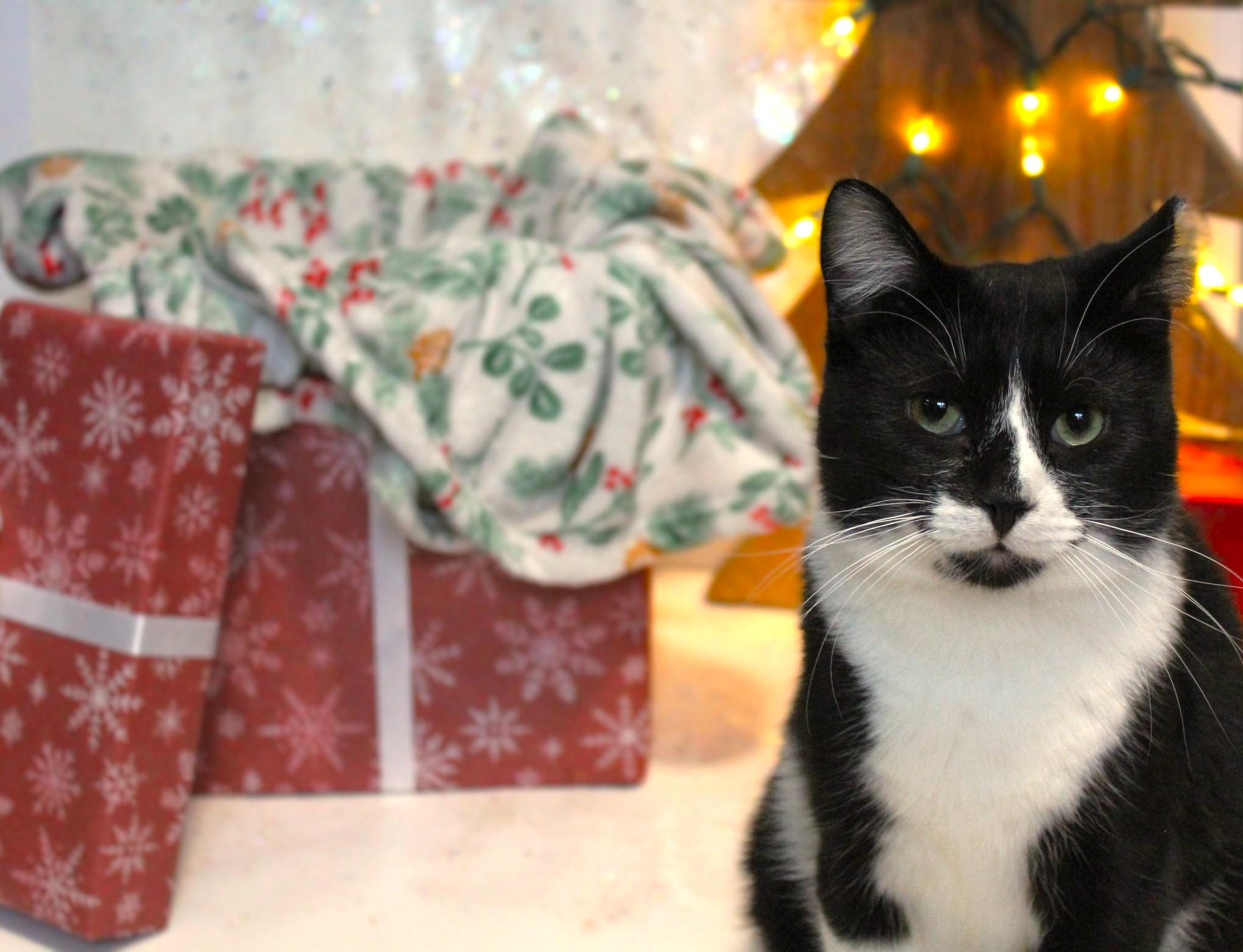 Bryce, a Adoptable mixed breed in Big Lake, MN image 2/6