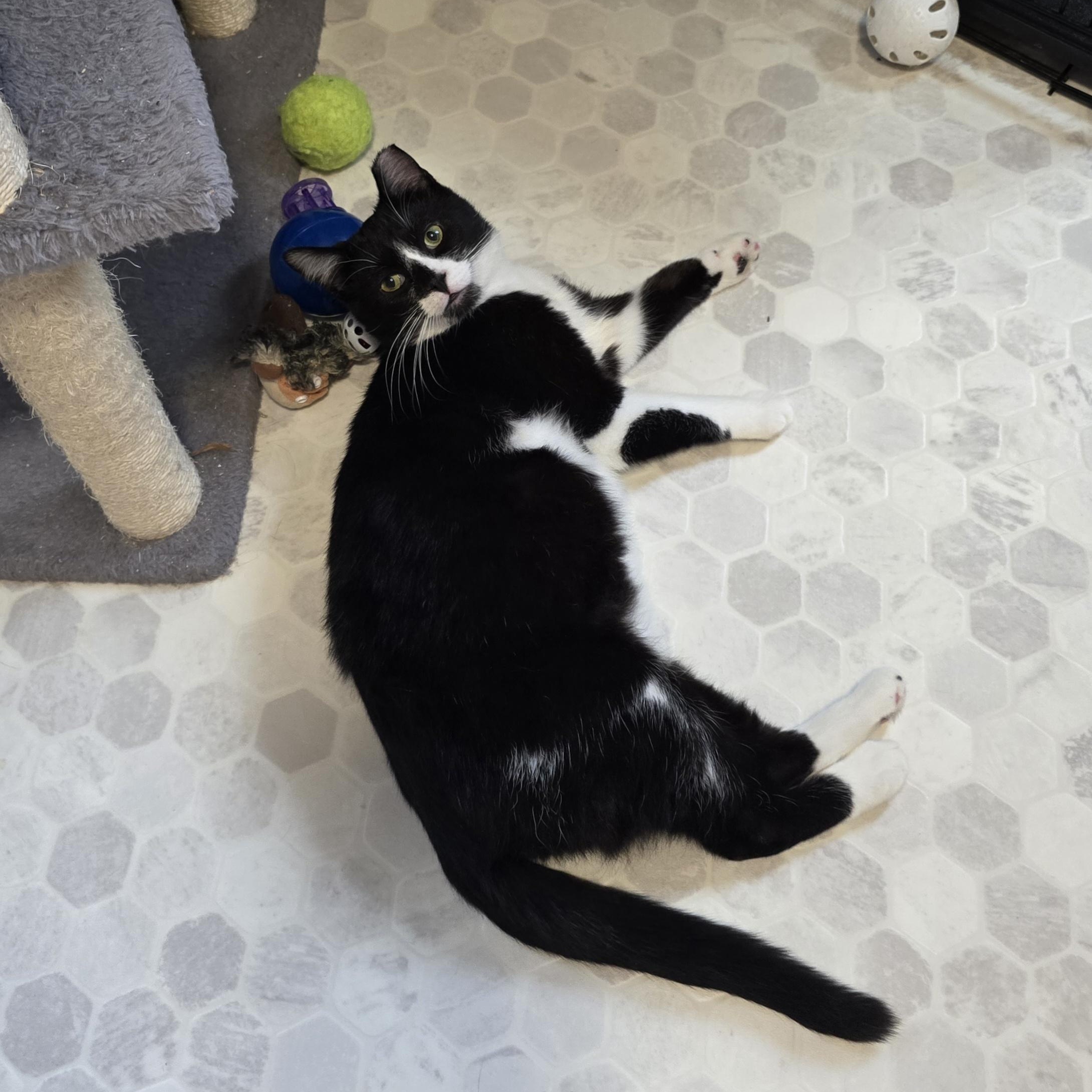 Bryce, a Adoptable mixed breed in Big Lake, MN image 6/6