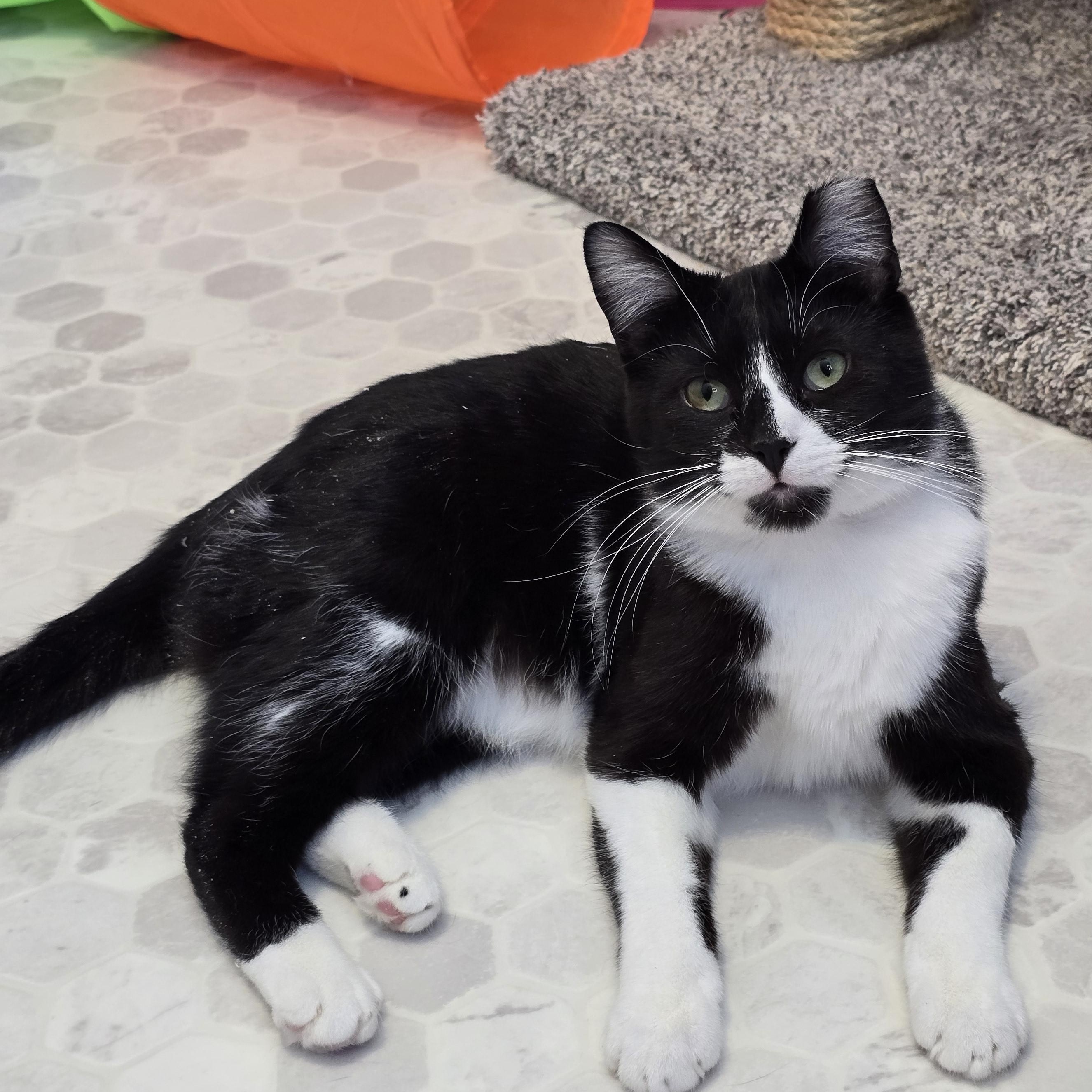 Bryce, Adoptable, Adult Male Domestic Short Hair & Tuxedo.