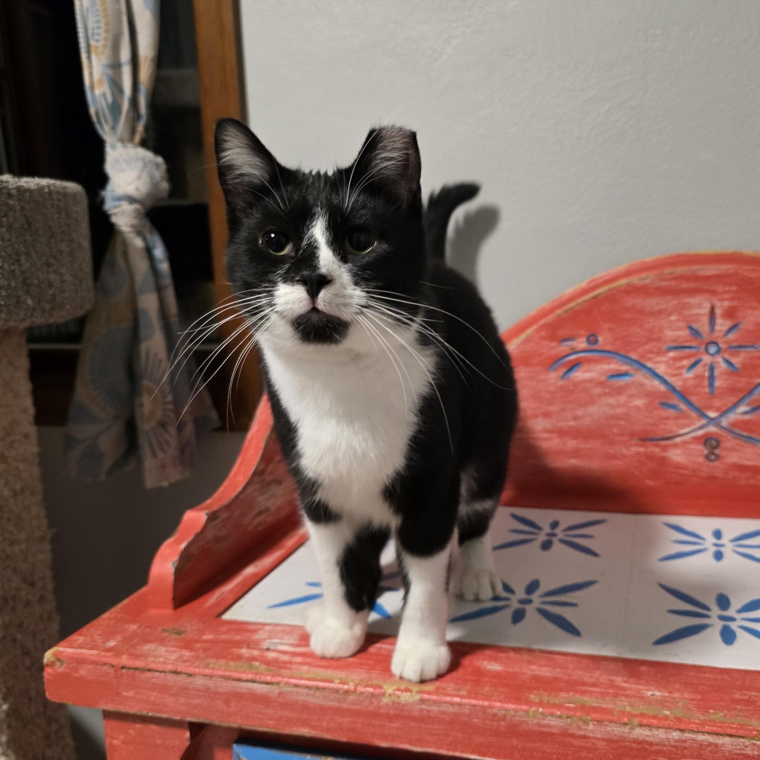 Bryce, a Adoptable mixed breed in Big Lake, MN image 5/6