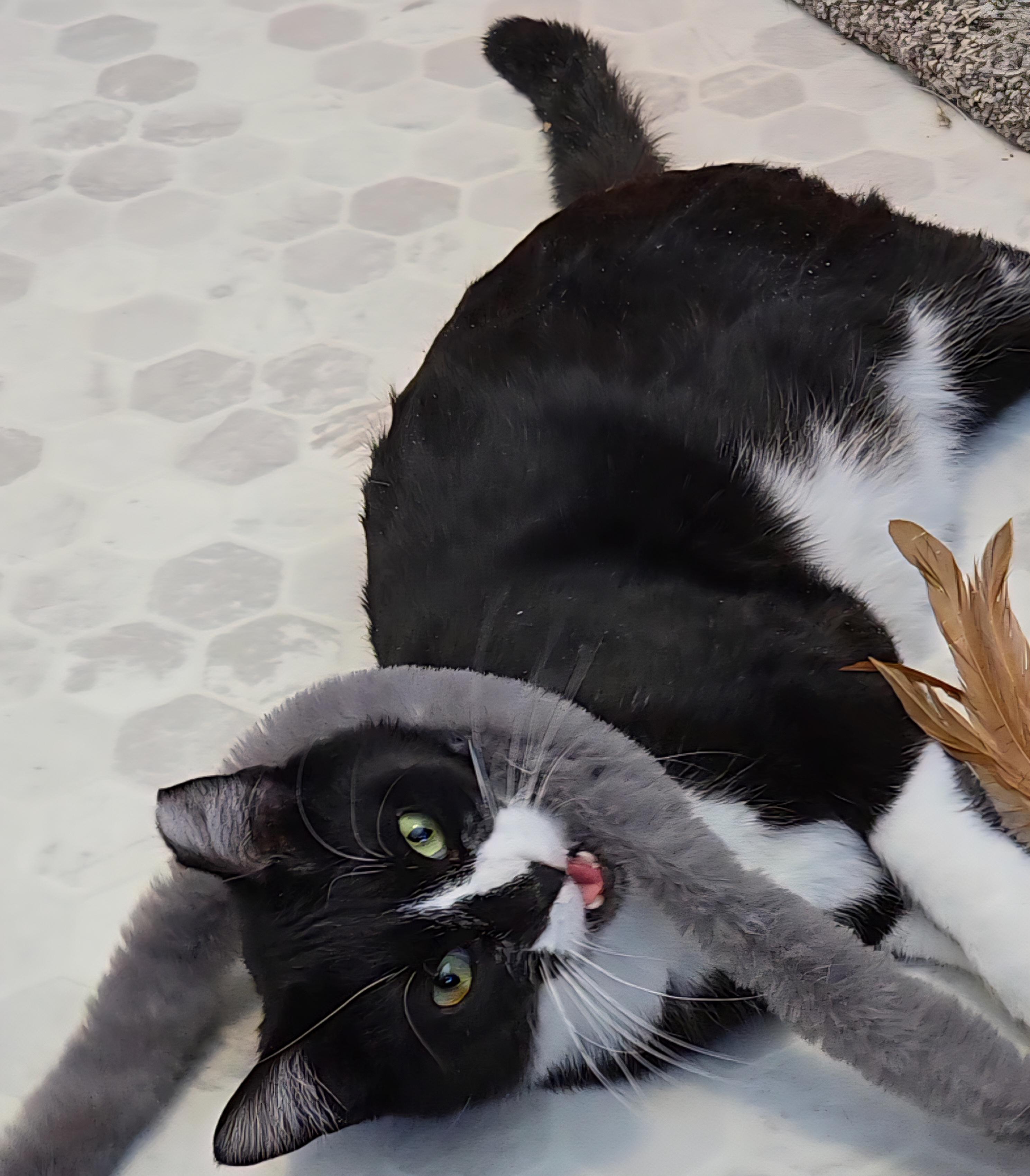 Enlarge Bryce, a Adoptable mixed breed in Big Lake, MN image 5/6