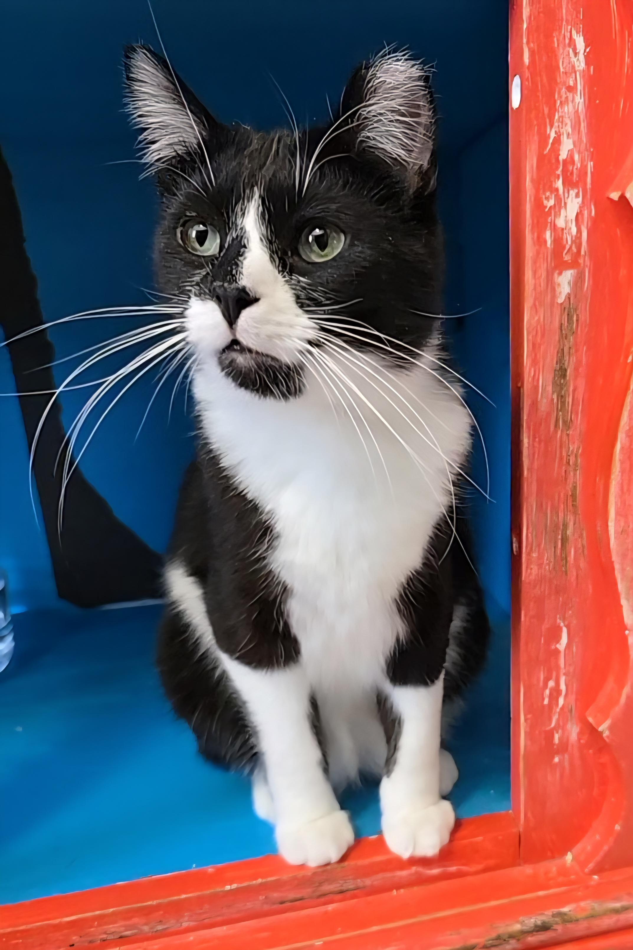 Enlarge Bryce, a Adoptable mixed breed in Big Lake, MN image 2/6