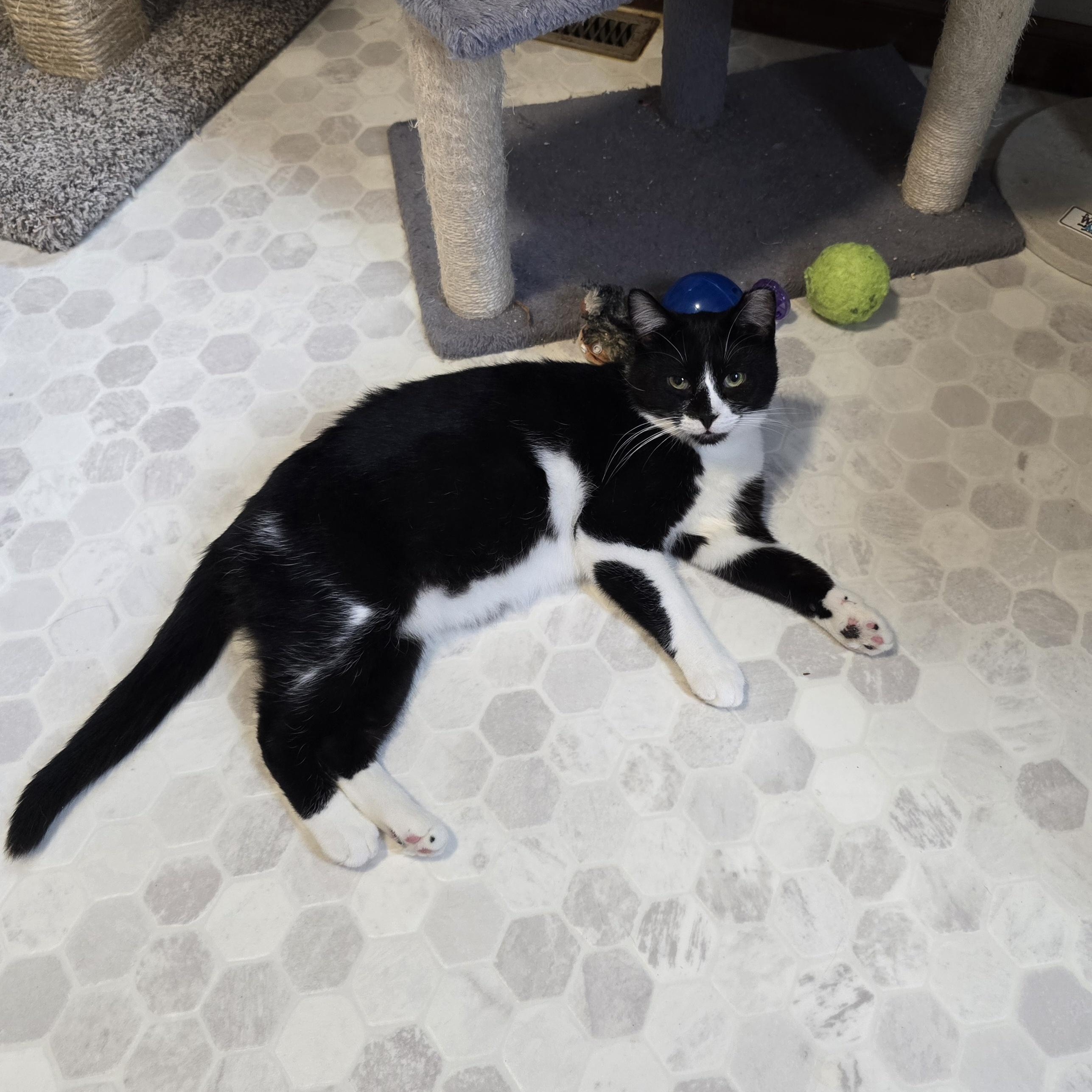 Bryce, a Adoptable mixed breed in Big Lake, MN image 4/6