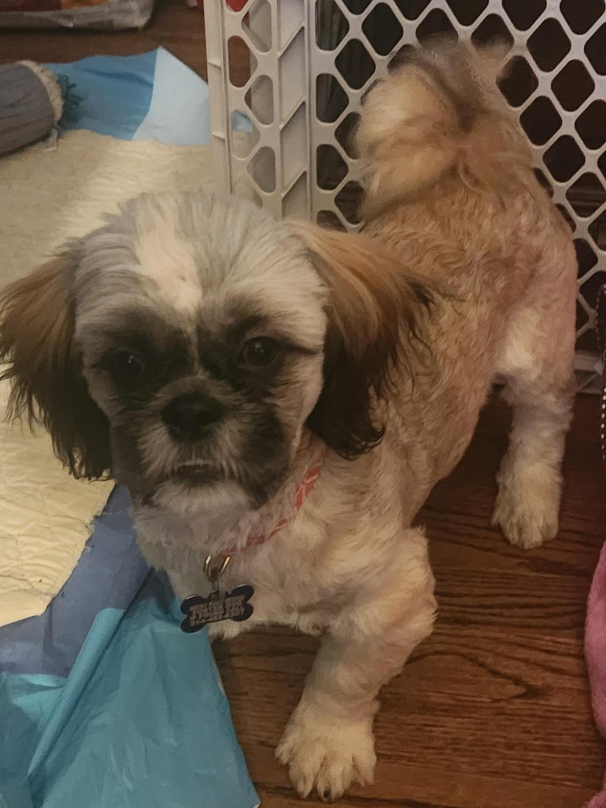 Stone, Adopted, Puppy Male Shih Tzu.