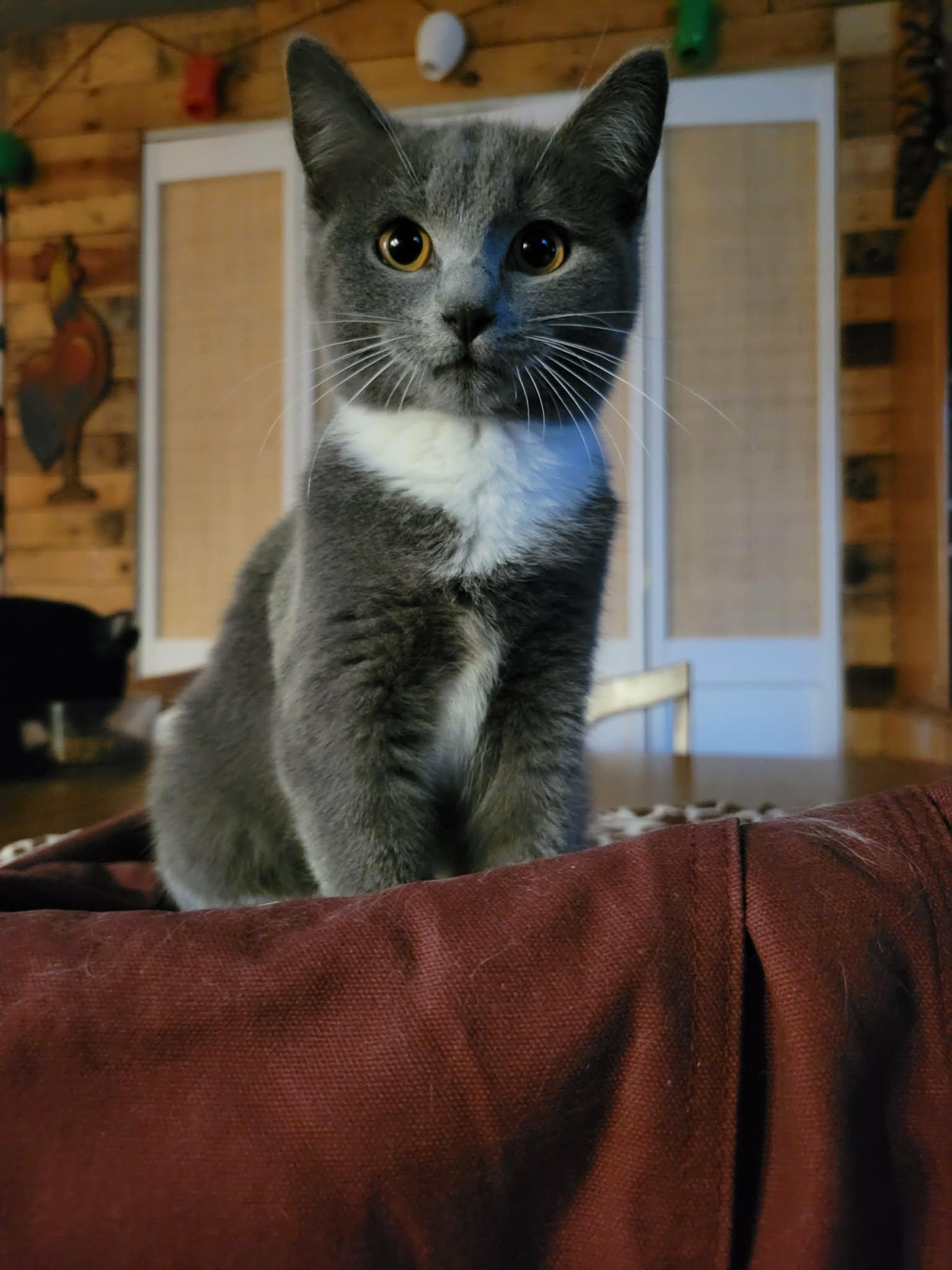 Junie, Adoptable, Young Female Domestic Short Hair.