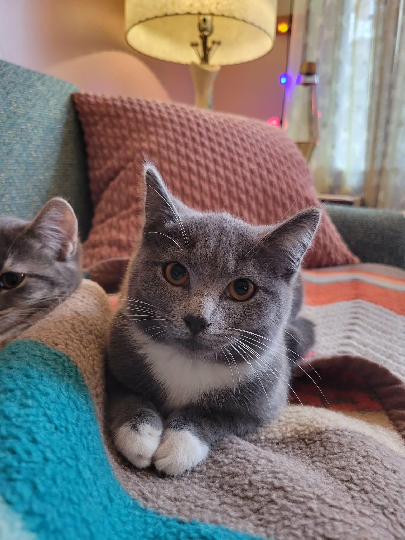 Enlarge Junie, a Adoptable Domestic Short Hair in Island Lake, IL image 2/2