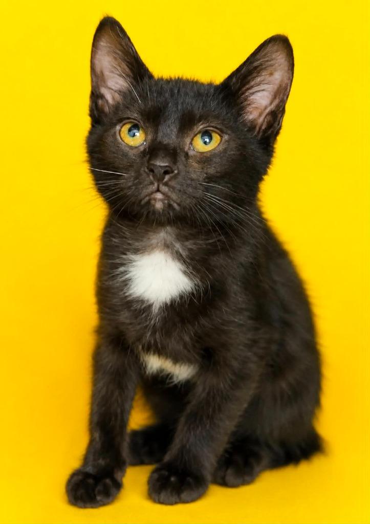 Enlarge Sally, a Adoptable mixed breed in Columbia, TN image 1/1