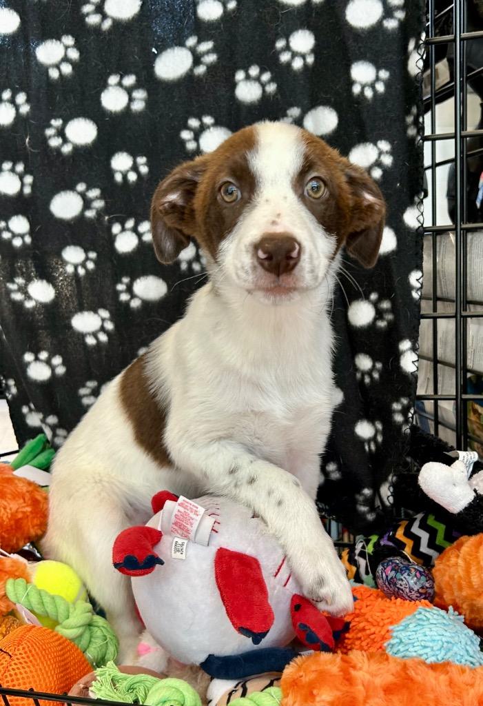 Enlarge Brady, a Adoptable mixed breed in Cottonwood, AZ image 2/2