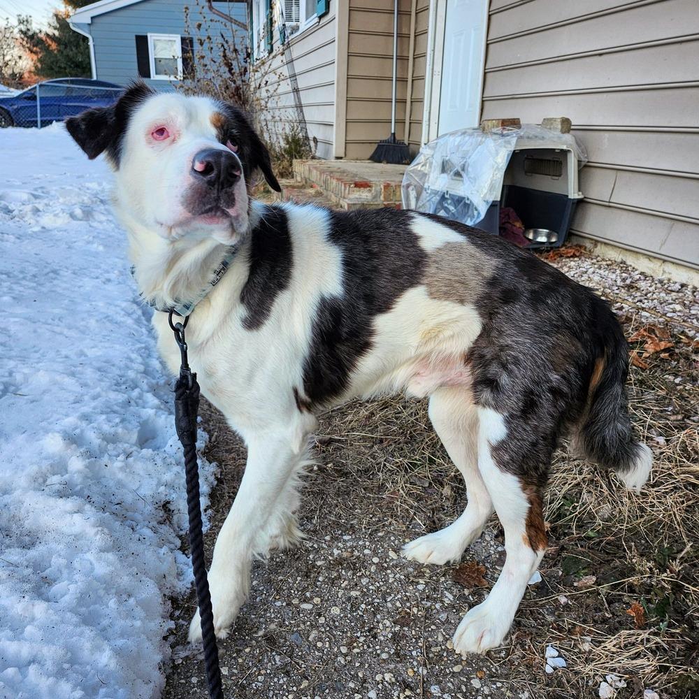 Abel, a Adoptable mixed breed in Milton, DE image 1/6
