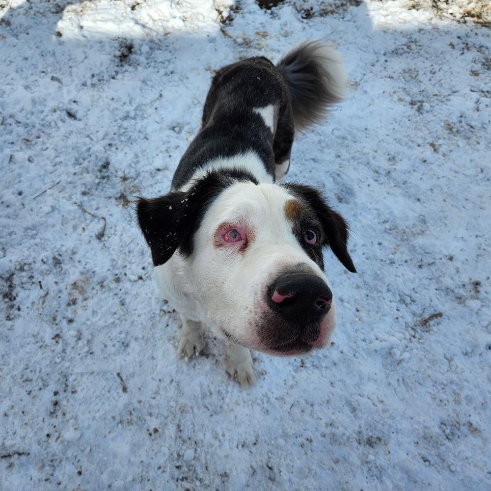 Abel, a Adoptable mixed breed in Milton, DE image 2/6
