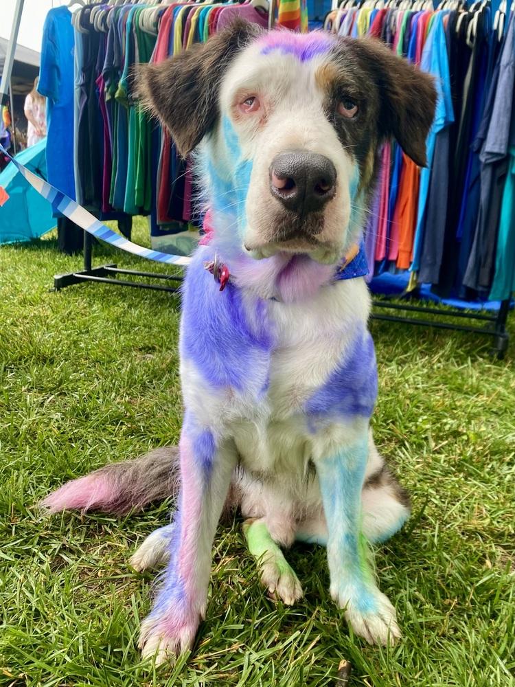 Abel, a Adoptable mixed breed in Milton, DE image 3/6