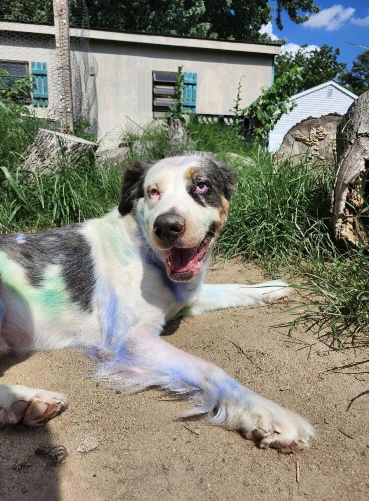 Abel, a Adoptable mixed breed in Milton, DE image 5/6