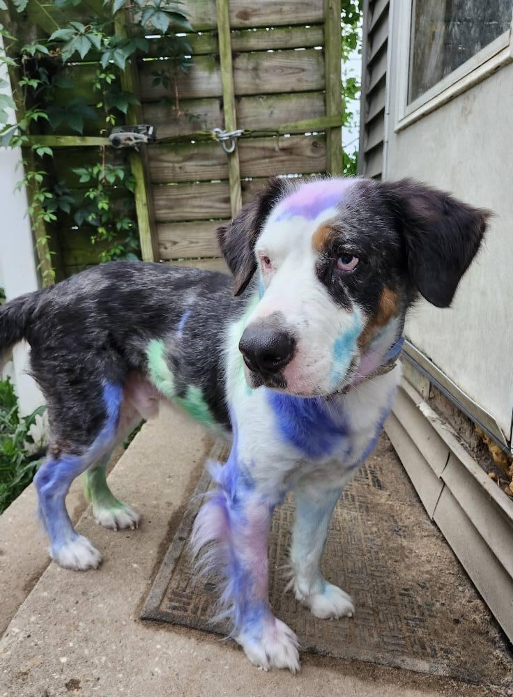 Abel, a Adoptable mixed breed in Milton, DE image 6/6