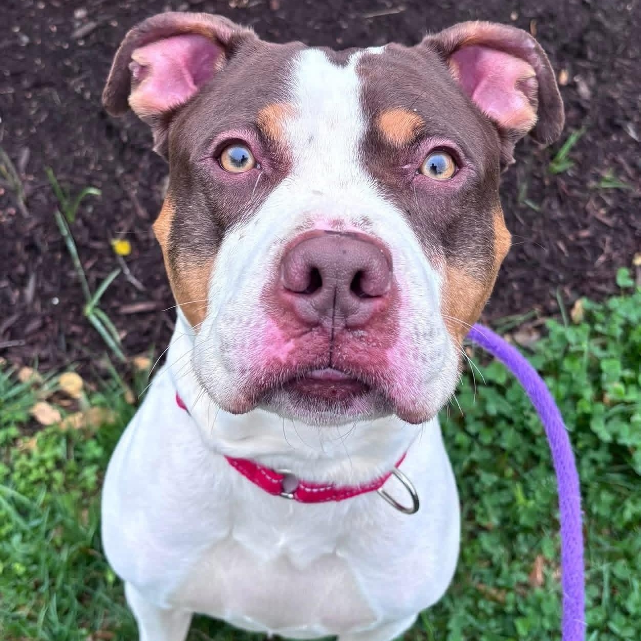 Thaddeus Micah (ID 50967/1130), an adopted mixed breed in Manassas, VA image 1/6