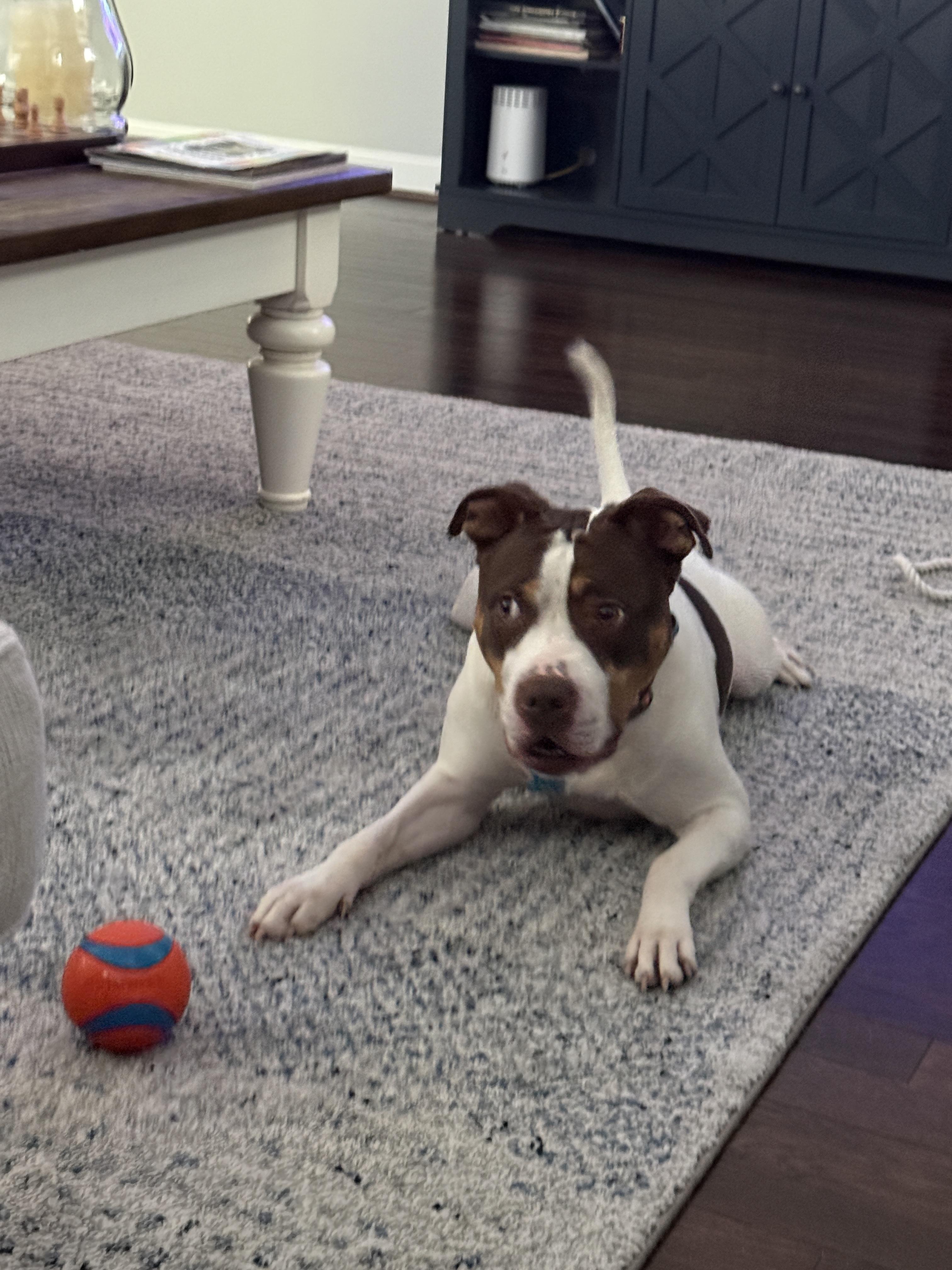 Thaddeus Micah (ID 50967/1357), an adoptable mixed breed in Manassas, VA image 6/6