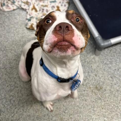 Thaddeus Micah (ID 50967/1130), an adopted mixed breed in Manassas, VA image 6/6