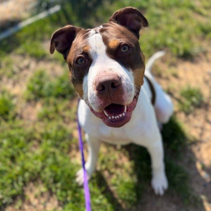Thaddeus Micah (ID 50967/1357), an adoptable mixed breed in Manassas, VA image 1/6