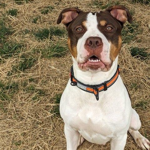 Thaddeus Micah (ID 50967/1357), an adoptable mixed breed in Manassas, VA image 2/6