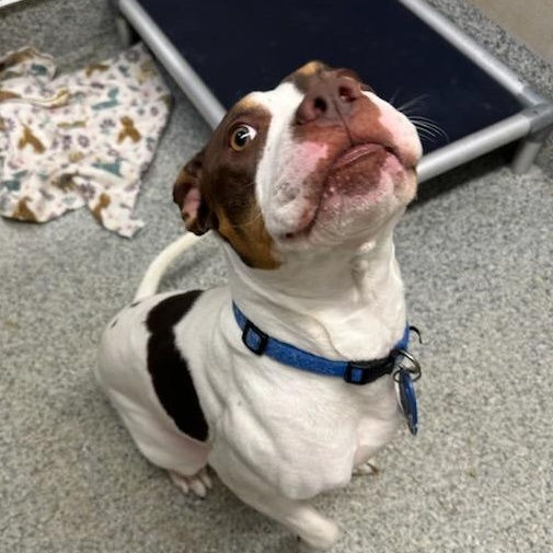 Thaddeus Micah (ID 50967/1130), an adopted mixed breed in Manassas, VA image 4/6