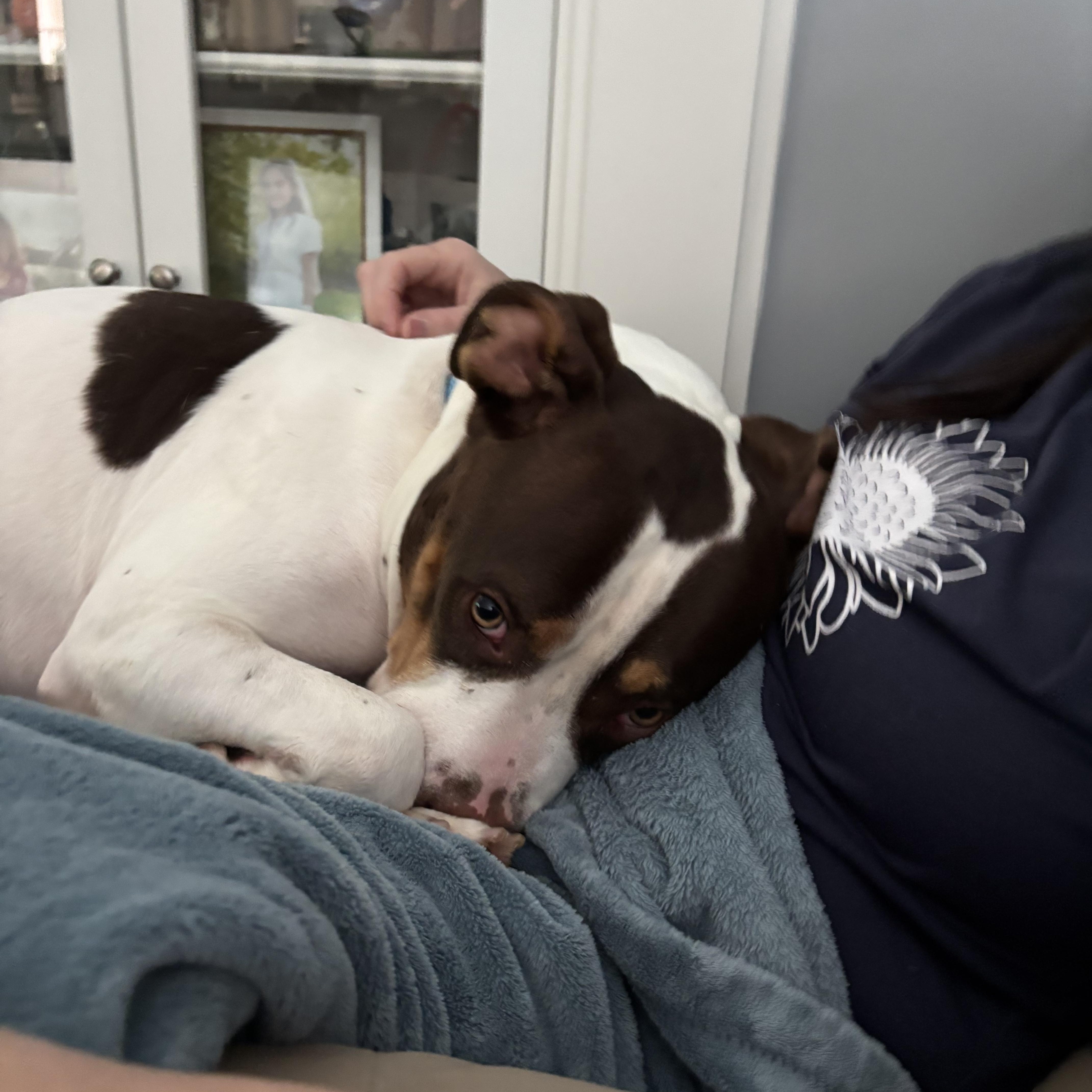 Thaddeus Micah (ID 50967/1357), an adoptable mixed breed in Manassas, VA image 2/6