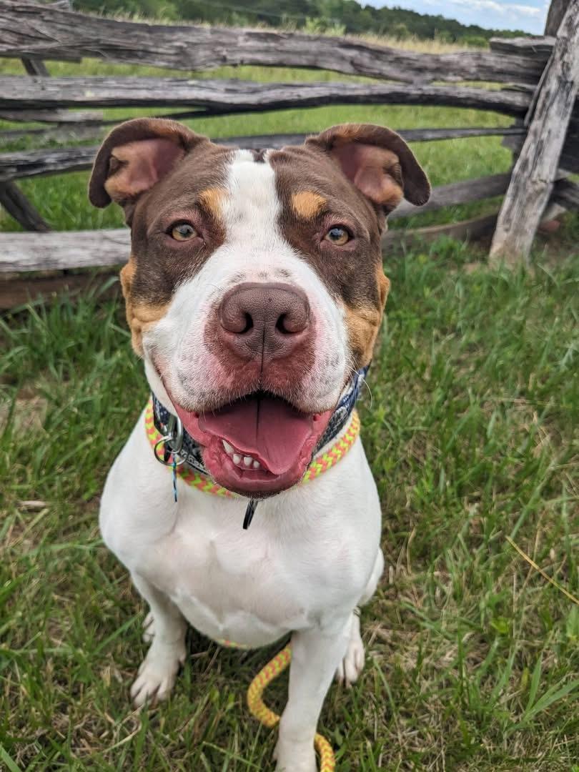 Enlarge Thaddeus Micah (ID 50967/1357), an adoptable mixed breed in Manassas, VA image 1/5