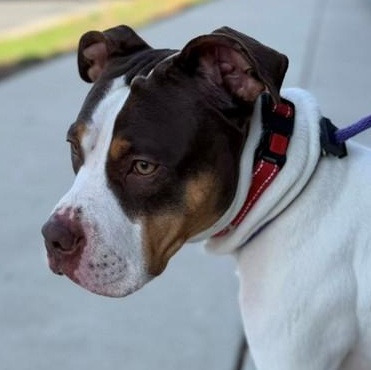 Thaddeus Micah (ID 50967/1130), an adopted mixed breed in Manassas, VA image 2/6