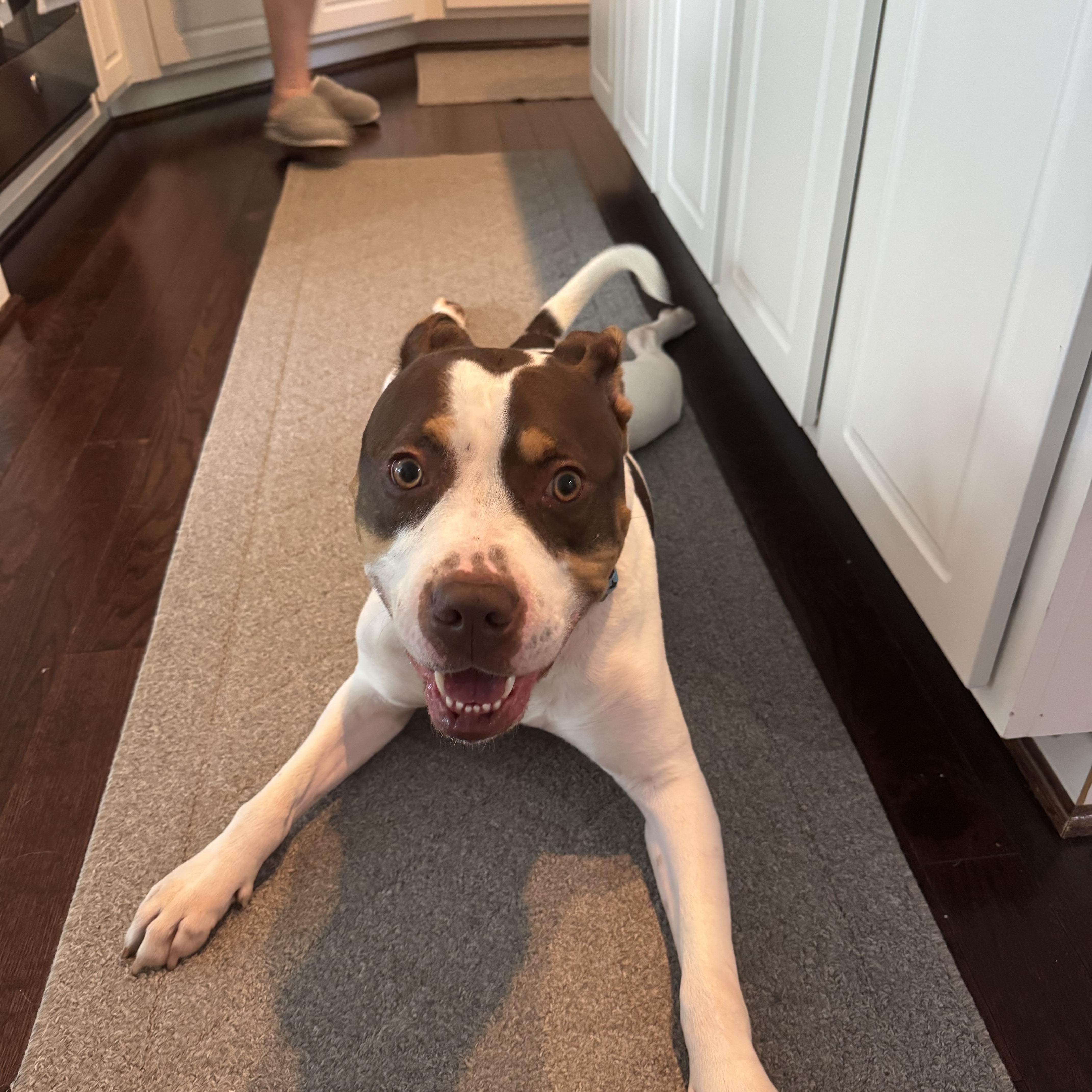 Thaddeus Micah (ID 50967/1357), an adoptable mixed breed in Manassas, VA image 5/6