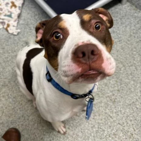 Thaddeus Micah (ID 50967/1130), an adopted mixed breed in Manassas, VA image 5/6