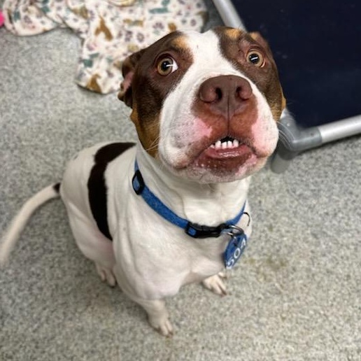 Thaddeus Micah (ID 50967/1130), an adopted mixed breed in Manassas, VA image 3/6