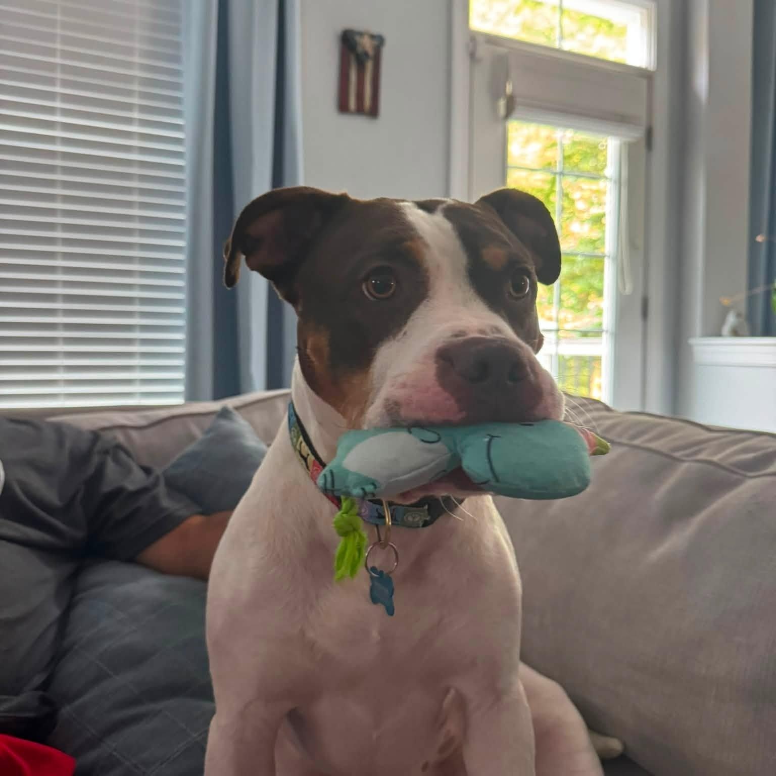Thaddeus Micah (ID 50967/1357), adoptable, Young Male Pit Bull Terrier & Hound.