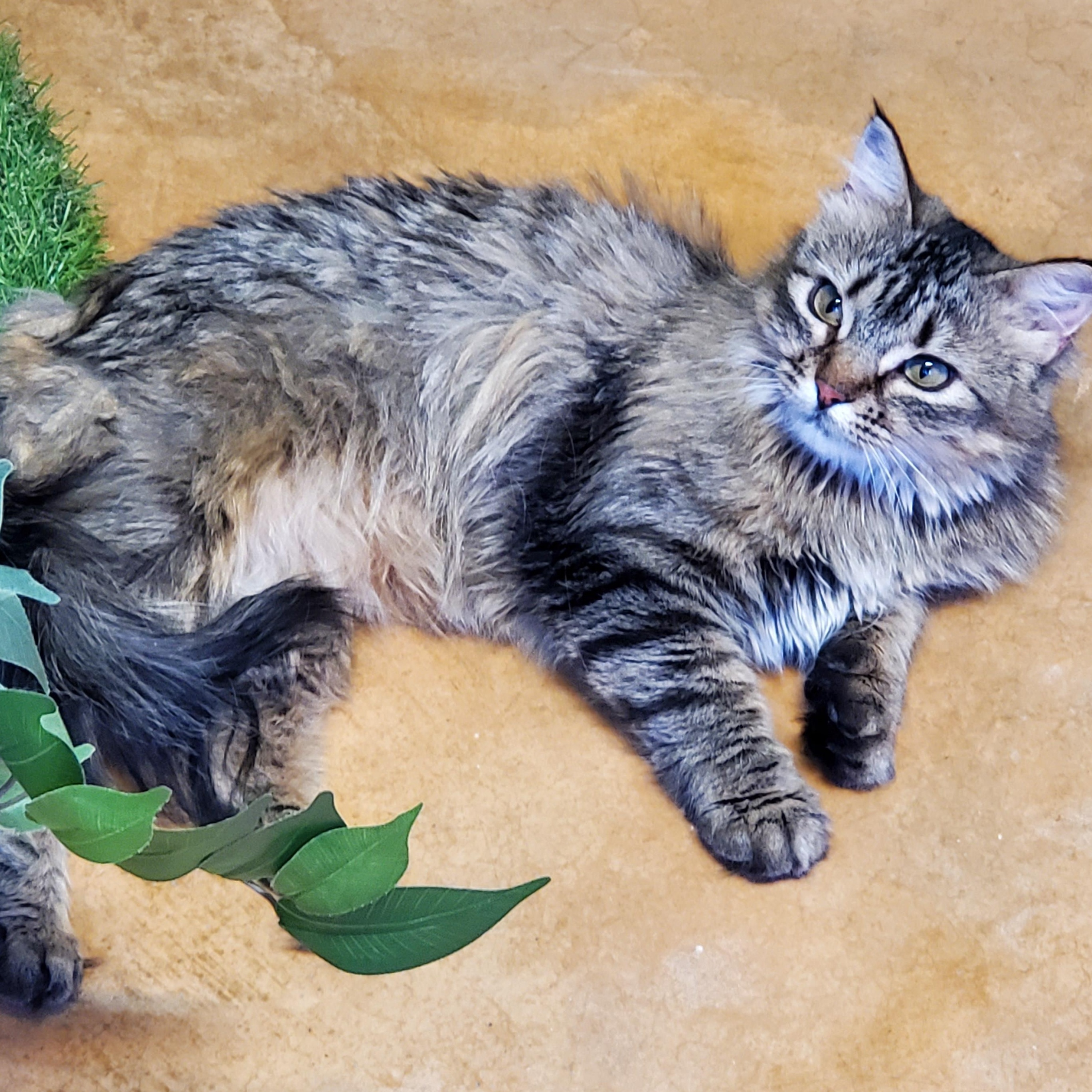 Rose, Adult Female unknown