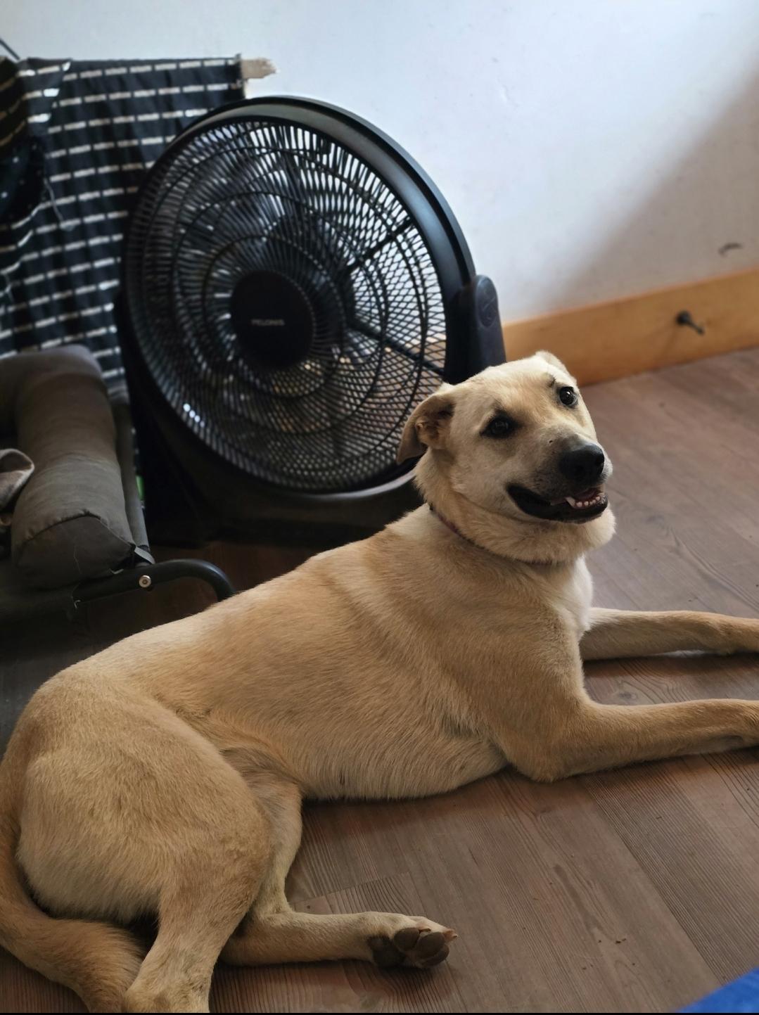 Ash, Adoptable, Young Female German Shepherd Dog & Labrador Retriever.