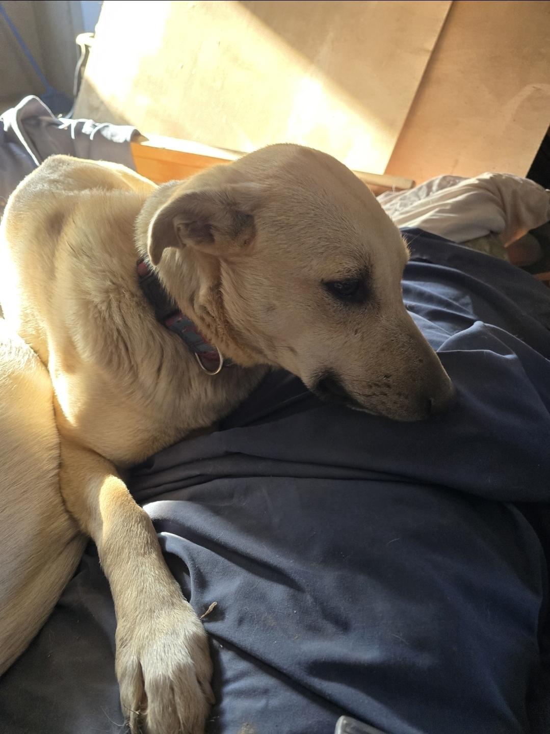 Ash, a Adoptable mixed breed in Bristol, VT image 2/5