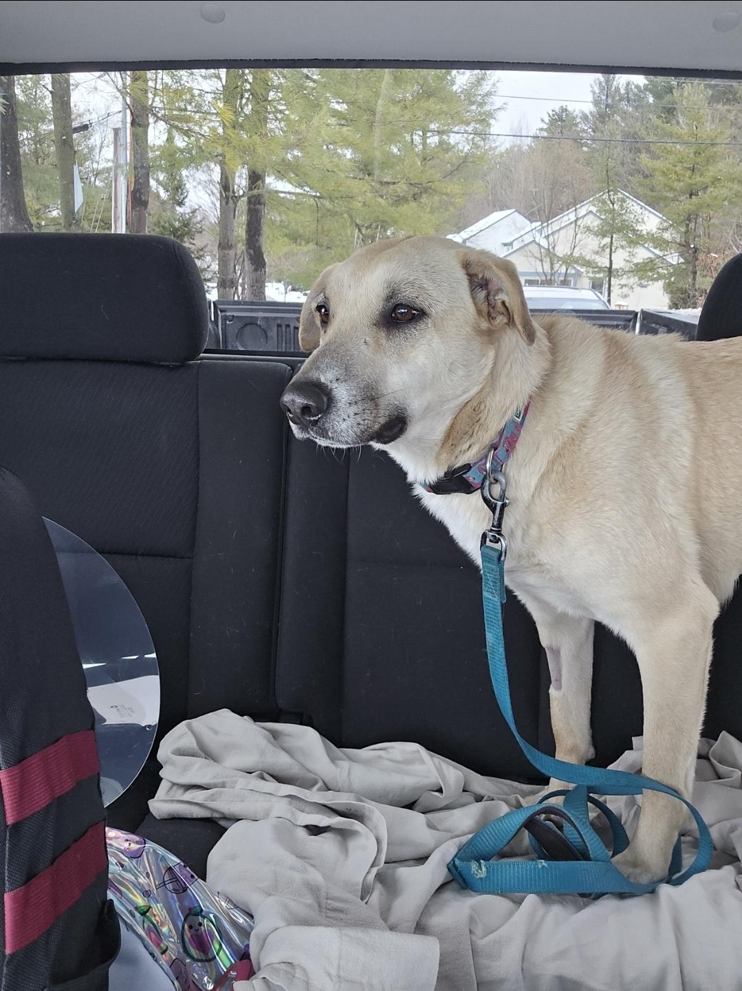 Ash, a Adoptable mixed breed in Bristol, VT image 3/5