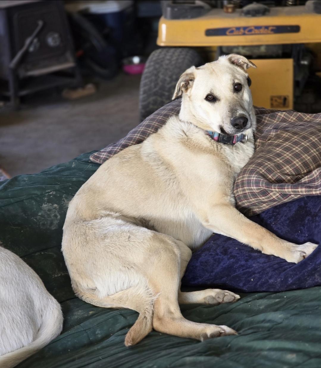 Ash, a Adoptable mixed breed in Bristol, VT image 4/5