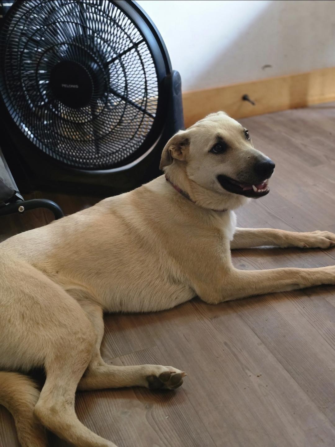 Ash, a Adoptable mixed breed in Bristol, VT image 5/5