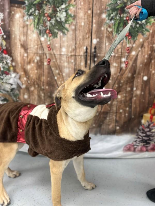 Barkley, Adoptable, Young Male Shepherd.